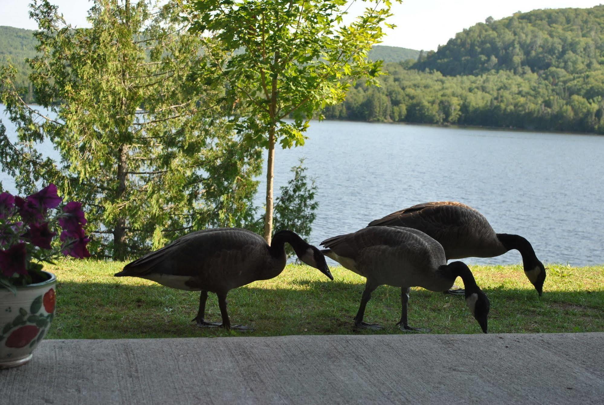 Motel Ours Bleu Lac-Saguay Dış mekan fotoğraf